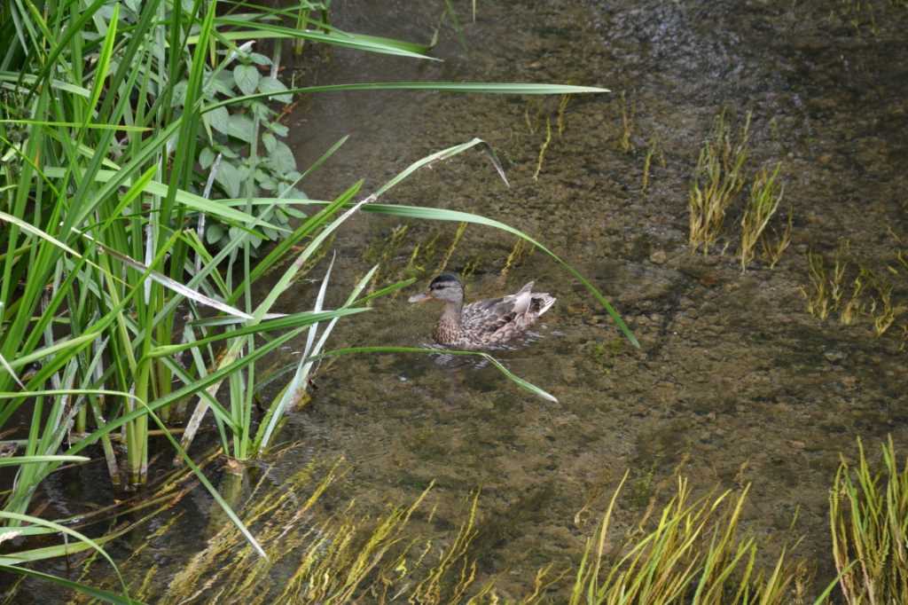 DSC_5795Mittel_.JPG